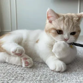 🤗 cat, kitten, pet, animal, cute, domestic, playful telegram sticker