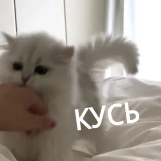 😁 Кусь gatto, gattino, morso, carino, animale domestico whatsapp sticker