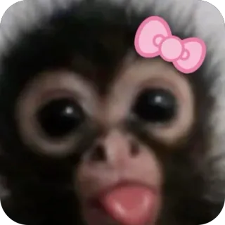 🫥 mono, animal, lindo, pegatina, mamífero, lazo, cara, lengua telegram sticker