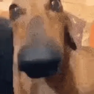 🌟 cane, primo piano, animale, animale domestico, animale domestico, carino telegram sticker