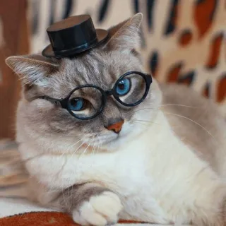 🎩 gato, óculos, chapéu, animal, animal de estimação, fofo, engraçado, caprichoso whatsapp sticker