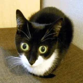 😦 cat, animal, tuxedo cat, pet, cute, funny telegram sticker