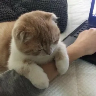 😔 Katze, Laptop, Haustier, Computer, Tier telegram sticker