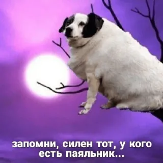 😎 запомни, силен тот, у кого есть паяльник... หมา, หัวแร้ง, พระจันทร์, ตลก, สัตว์ telegram sticker