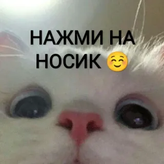 😽 НАЖМИ НА НОСИК 🥰 Katze, süß, Tier, russisch, Nase, Aufkleber telegram sticker