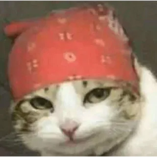 😀 cat, bandana, meme, animal, pet, funny telegram sticker