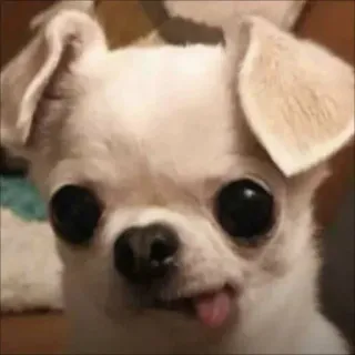 🤪 perro, chihuahua, lindo, animal, mascota telegram sticker