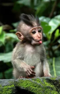 🐒 singe, mignon, animal, bébé, primate, faune telegram sticker