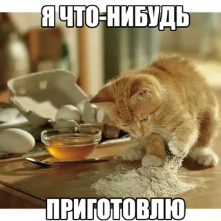 🍲 Я ЧТО-НИБУДЬ ПРИГОТОВЛЮ gato, gatito, cocina, divertido, meme telegram sticker