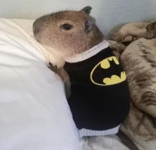🦸 kapibara, batman, słodki, zwierzę, gryzoń, superbohater telegram sticker
