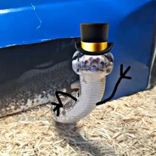 🙂 schlange, zylinder, reptil, tier, süß whatsapp sticker