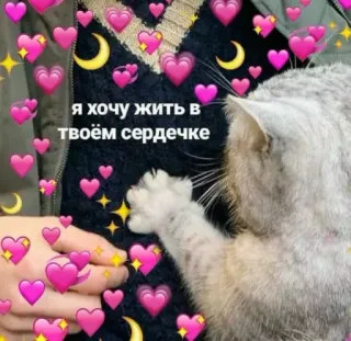 ❤️ Я хочу жить в твоём сердечке chat, coeurs, mignon, amour, animal whatsapp sticker