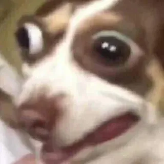 😳 Hund, Meme, Tier, lustig, Haustier, Chihuahua, süß telegram sticker