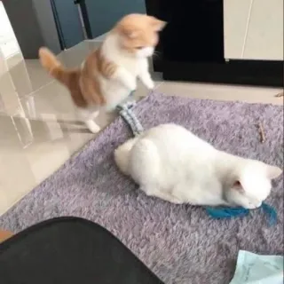 🐱 gatos, animais, animais de estimação, brincando, animais domésticos, felinos telegram sticker