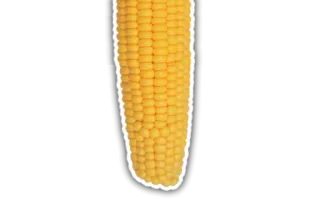 🌽 maíz, comida, verdura, mazorca, amarillo, agricultura whatsapp sticker