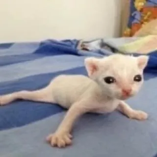 💘 Kätzchen, Katze, Tier, süß, Haustier, weiß, Haustier telegram sticker