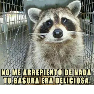 🤤 NO ME ARREPIENTO DE NADA TU BASURA ERA DELICIOSA. rakun, sampah, lucu, binatang, meme whatsapp sticker