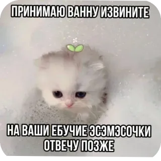 🐱 ПРИНИМАЮ ВАННУ ИЗВИНИТЕ
НА ВАШИ ЕБУЧИЕ ЭСЭМЭССОЧКИ
ОТВЕЧУ ПОЗЖЕ 猫, 洗澡, 小猫, 泡泡, 可爱, 文字 whatsapp sticker