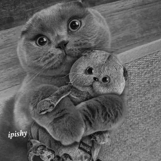 🕸 ipishy 猫, 小猫, 可爱, 灰色, 毛绒, 玩具 telegram sticker