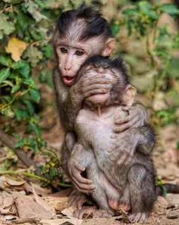 🐒 singes, animaux, mignon, nature, faune, primates telegram sticker