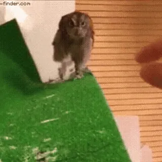 🦉 cú mèo, chim, động vật, dễ thương, nhỏ telegram sticker
