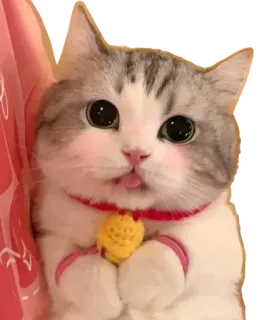 😻 kot, słodki, zwierzę, zwierzę domowe, kociak, kawaii telegram sticker