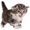 🐈