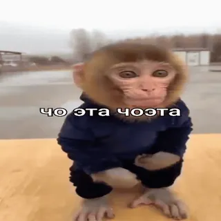 🐵 ЧО ЭТА ЧОЭТА mono, animal, meme, divertido, ruso whatsapp sticker