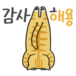 🐈 감사해용 cat, thank you, cute, sticker, Korean, animal, adorable telegram sticker