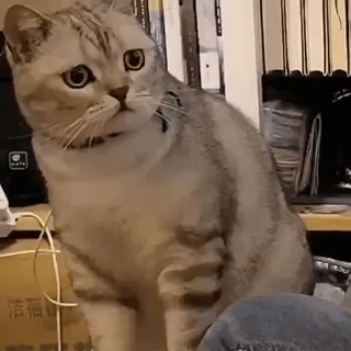 🐈⬛️ кошка, домашнее животное, животное, милый, домашний, кошачий, млекопитающее telegram sticker