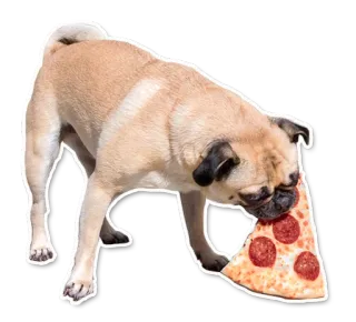 🐶 mops, pies, pizza, zwierzę domowe, jedzenie, zwierzę telegram sticker