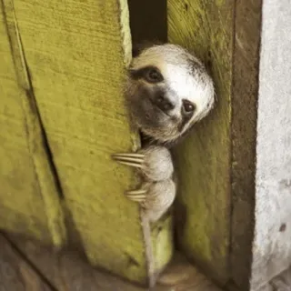 🦥 luiaard, dier, schattig, wilde dieren telegram sticker