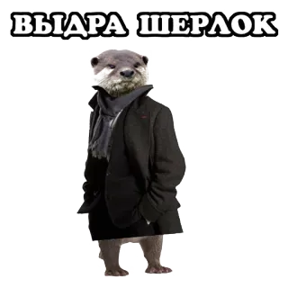 😚 Sherlock ВЫДРА ШЕРЛОК nutria, Sherlock, animal, gracioso, detective, ruso telegram sticker