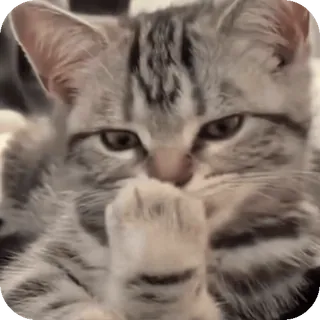 😉 telegram sticker