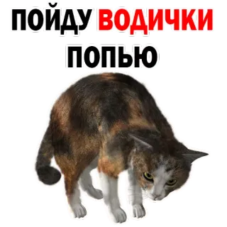 😂 пойду водички попью gato, água, meme, engraçado, animal, russo whatsapp sticker