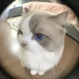🤔 gato, lindo, animal, mascota, gato doméstico, ojos azules whatsapp sticker
