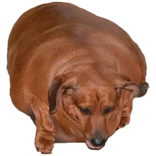 😢 cane, grasso, sovrappeso, cicciotto, animale domestico telegram sticker