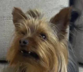 😬 perro, Yorkie, Yorkshire Terrier, animal, mascota telegram sticker