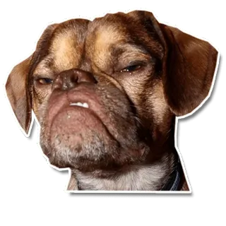 😡 dog, angry, pet, animal, grumpy whatsapp sticker
