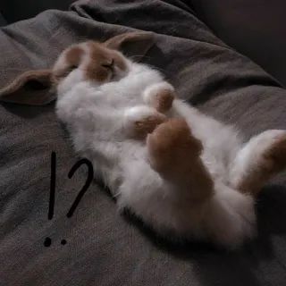 🐰 !?.. lapin, lapin, dormir, mignon, animal, domestique whatsapp sticker