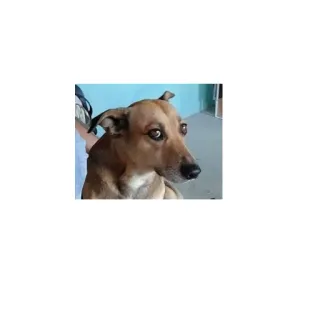 👀 pies, zwierzę, zwierzak, zwierzę domowe, brązowy pies, ssak telegram sticker