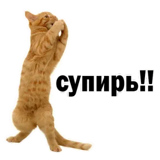 🙈 супирь!! gato, animal, fofo, engraçado, russo whatsapp sticker