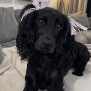 🎀 anjing, hewan peliharaan, spaniel, hewan, lucu, pita, hewan domestik, anjing hitam whatsapp sticker