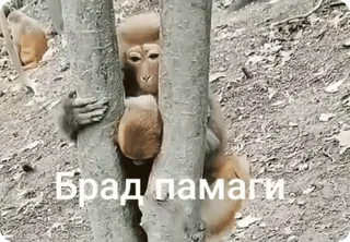 🌟 Брад памаги scimmia, animale, meme, divertente, richiesta, aiuto, scimmia antropomorfa whatsapp sticker