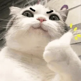 😊 gato, pulgar arriba, aprobación, lindo, positivo, meme whatsapp sticker