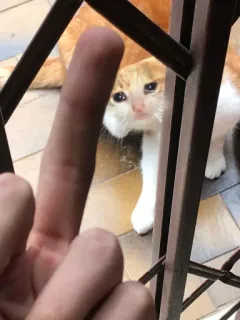 🥺 jari tengah, menyinggung, kucing, meme telegram sticker
