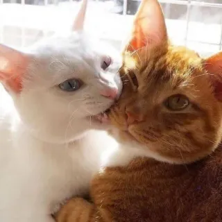 😾 猫, 子猫, ペット, 動物, 噛む, オレンジ, 白, 遊び好き telegram sticker