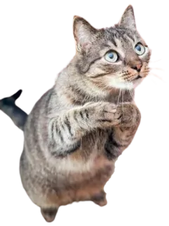🥺 gato, gatinho, animal, animal de estimação, fofo, felino telegram sticker