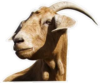 😕 animal, goat, farm, mammal, livestock telegram sticker