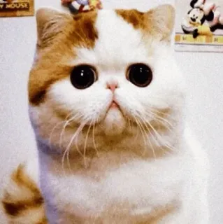 🤨 mèo, mèo con, dễ thương, thú cưng, động vật, mèo exotic lông ngắn telegram sticker